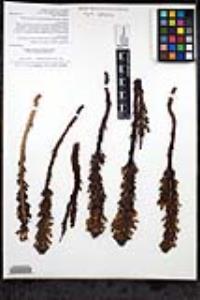 Aphyllon cooperi image