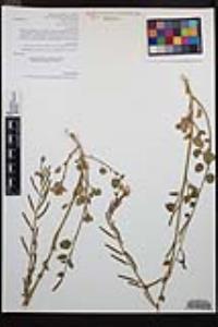 Chylismia cardiophylla subsp. cardiophylla image