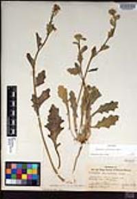 Dithyrea californica image