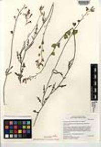 Lyrocarpa coulteri image