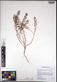 Lepidium lasiocarpum image