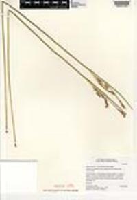 Juncus acutus image