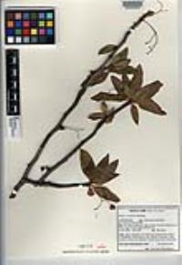 Bursera cerasifolia image