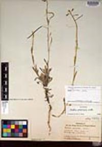 Boechera perennans image