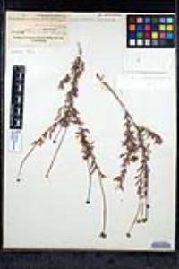 Eriogonum fasciculatum image