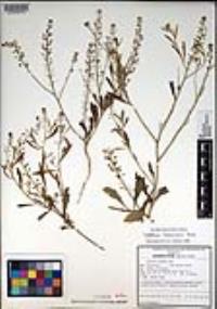 Lepidium lasiocarpum image