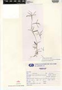 Schizachyrium brevifolium image