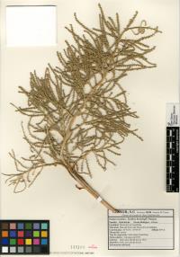 Brahea brandegeei image