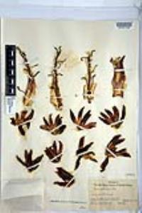 Yucca schidigera image