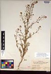 Descurainia pinnata subsp. glabra image