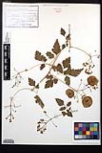 Cardiospermum corindum image
