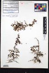 Condalia globosa image
