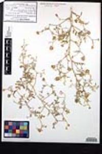Psorothamnus emoryi var. arenarius image