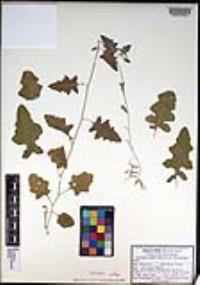 Lyrocarpa coulteri image