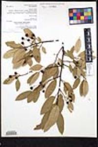 Frangula californica image