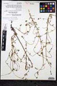 Cryptantha martirensis image