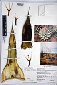 Agave cerulata image