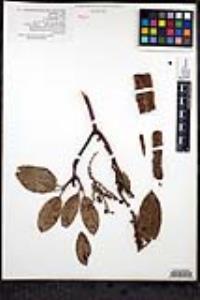 Arbutus peninsularis image