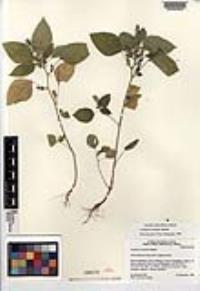 Acalypha ostryifolia image