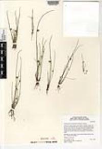Schoenoplectiella saximontana image