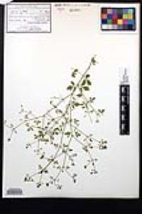 Fagonia laevis image