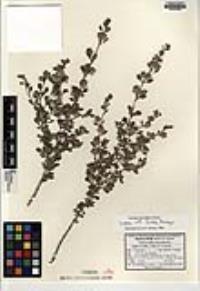 Lippia formosa image