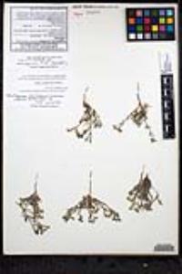 Johnstonella grayi var. cryptochaeta image