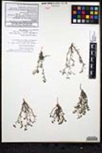 Johnstonella grayi var. cryptochaeta image