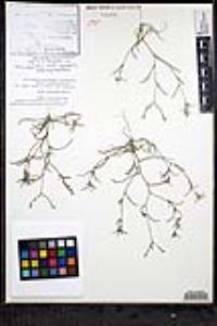 Johnstonella grayi var. cryptochaeta image