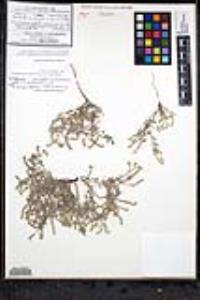 Johnstonella grayi var. cryptochaeta image