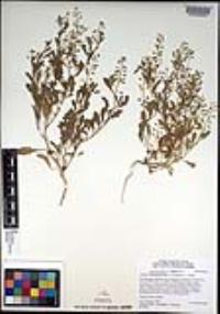Lepidium lasiocarpum var. latifolium image