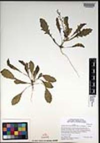 Lepidium lasiocarpum var. latifolium image