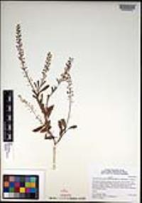 Lepidium lasiocarpum var. latifolium image