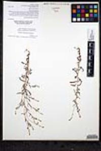 Cryptantha echinosepala image