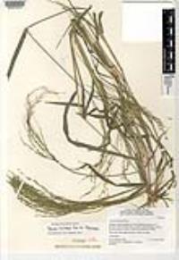 Panicum hirticaule var. stramineum image