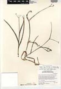 Gibasis linearis image