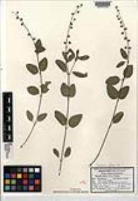 Galphimia glauca image