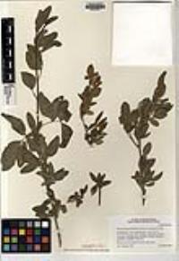 Viscainoa geniculata var. pinnata image