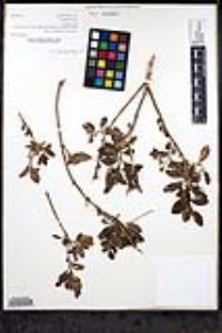 Gambelia speciosa image