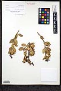 Gambelia speciosa image