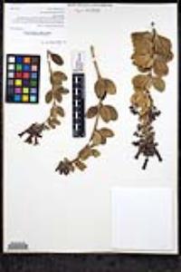 Gambelia speciosa image