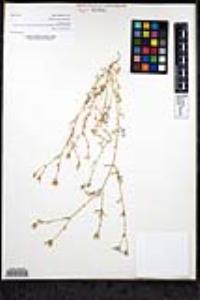 Gilia nevinii image