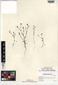 Gilia nevinii image