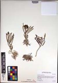 Erysimum moranii image