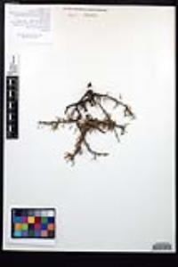 Prunus fasciculata image