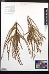 Adenostoma fasciculatum var. fasciculatum image
