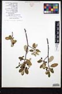 Frangula californica image