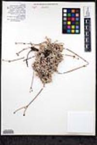 Eriogonum wrightii var. oresbium image
