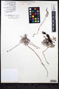 Eriogonum wrightii var. oresbium image