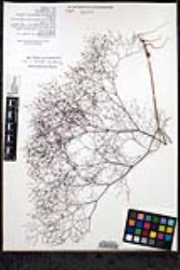 Eriogonum parishii image